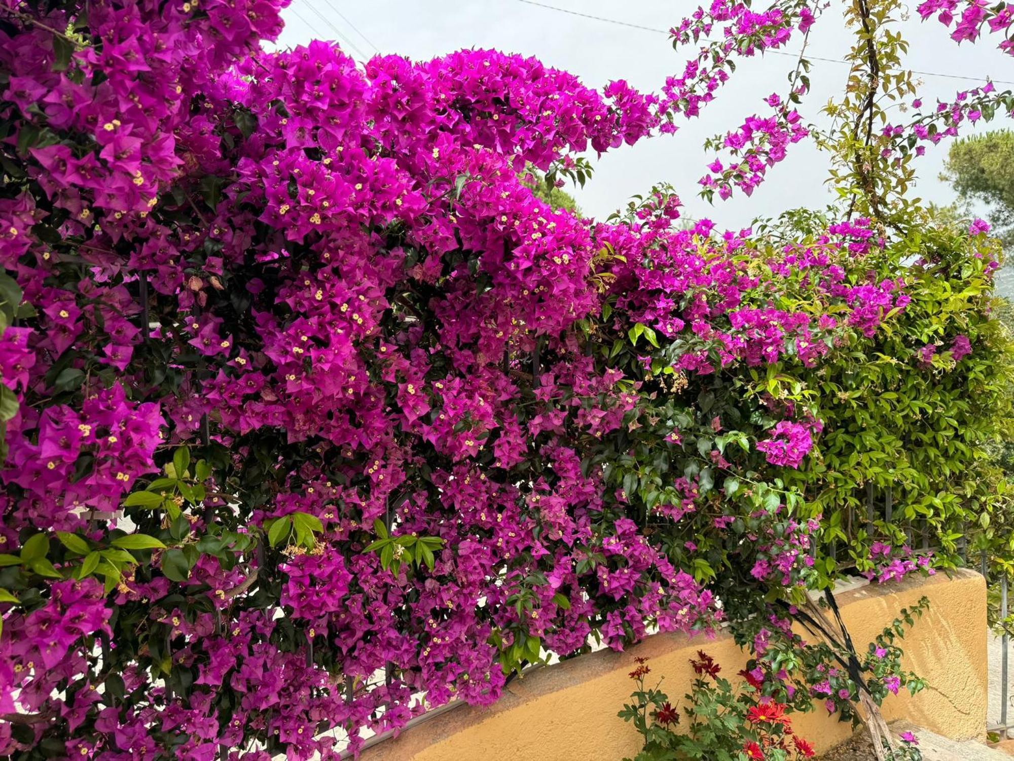 Villino Norsi Daire Portoferraio Dış mekan fotoğraf
